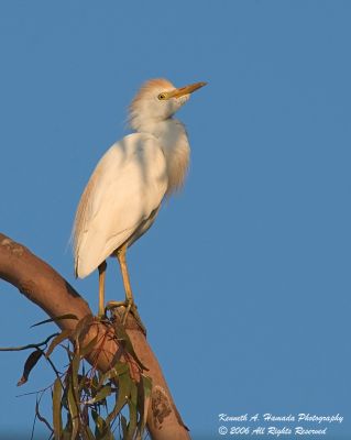 cattle_egret