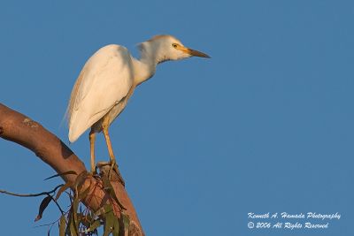 Cattle Egret 002.jpg