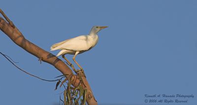 Cattle Egret 003.jpg