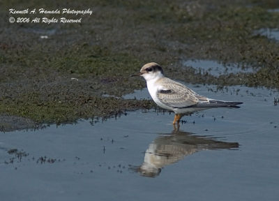 Least Tern 001.jpg