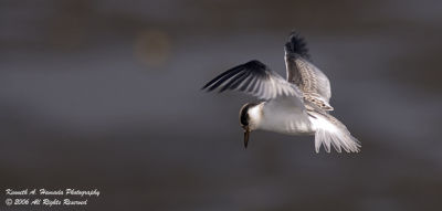 Least Tern 002.jpg