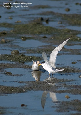 Least Tern 003.jpg