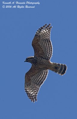 Cooper's Hawk 004.jpg