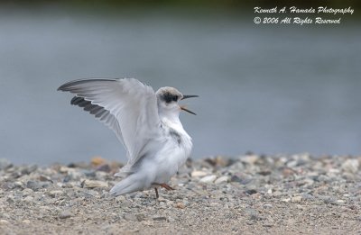 Least Tern 004.jpg