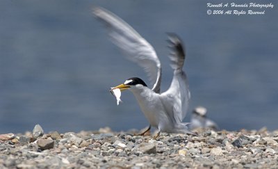 Least Tern 005.jpg