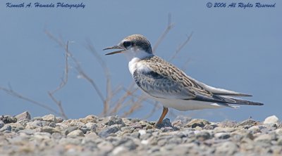 Least Tern 007.jpg