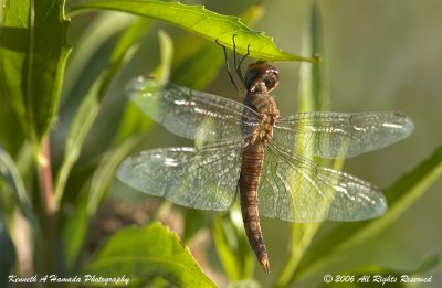 Dragonfly 003.jpg