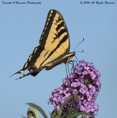 butterfly