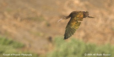 Ibis 014.jpg
