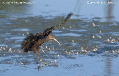 Ibis 015.jpg