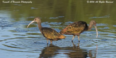 Ibis 016.jpg