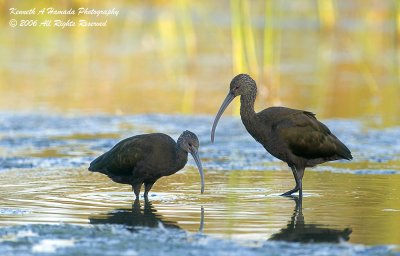 Ibis 018.jpg