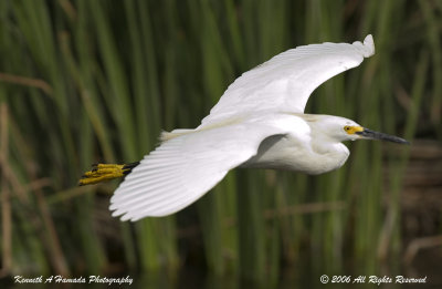 Snowy Egret 052.jpg