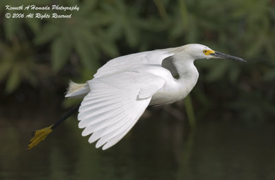 Snowy Egret 053.jpg