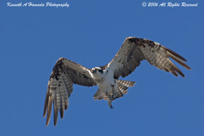Osprey 041.jpg