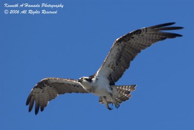 Osprey 042.jpg