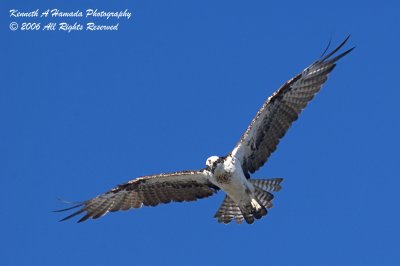Osprey 043.jpg