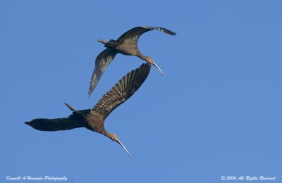 Ibis 020.jpg