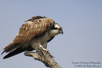 Osprey 130.jpg