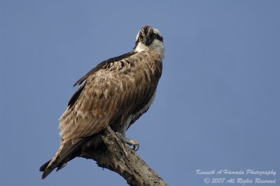 Osprey 131.jpg