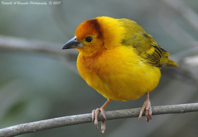 african_taveta_golden_weaver