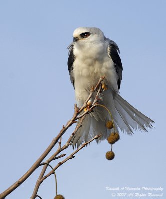 white-tailed_kite