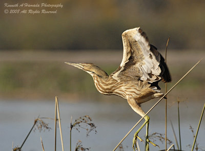 american_bittern_