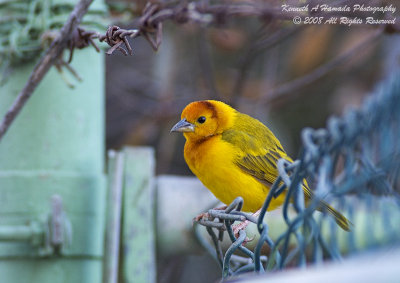 DSC_9175.jpg