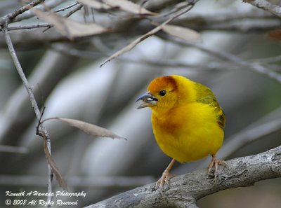 african_taveta_golden_weaver