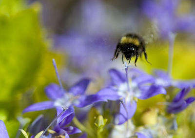 Bumble Bee