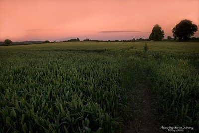 Corn Field,Kilkenny