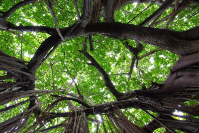 Ficus tree, Fernando de Noronha