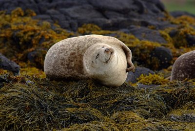 Seal, Isle of Skye