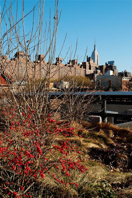 Winter berries on the High Line