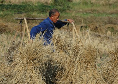 Rice harvesting at Zhoulin
