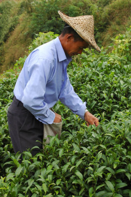 Tea picking expert in Zhejiang