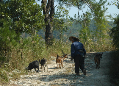 Goat herder near Longquen