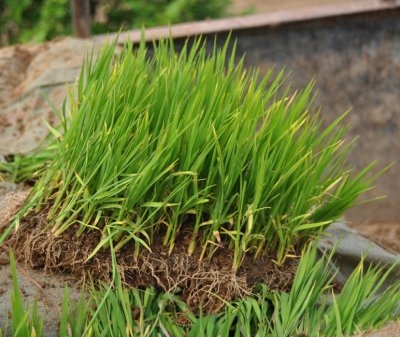 Rice ready for planting