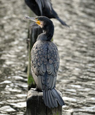 Cormorant lapping up the November sun