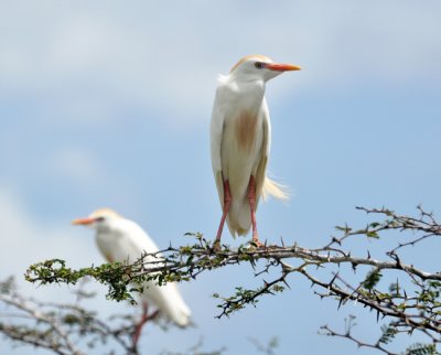Egret in safety of thorn bush