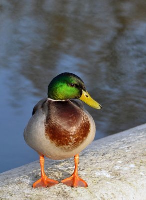 A stout mallard