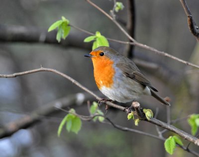 Particularly earnest robin