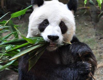An An at Ocean Park Hong Kong