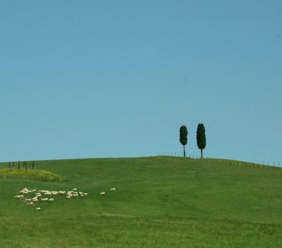 Cypress and sheep