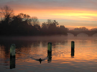 Coot at dawn