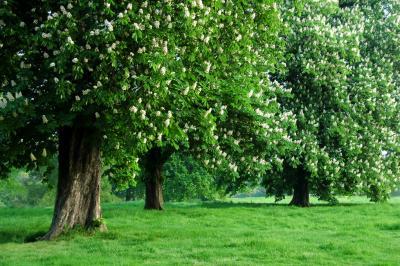 Springtime fresh