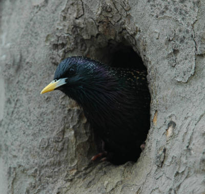 Starling at home