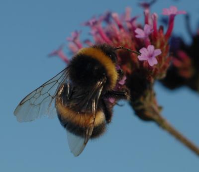 Busy Bee