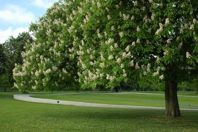 Diana Memorial in Spring