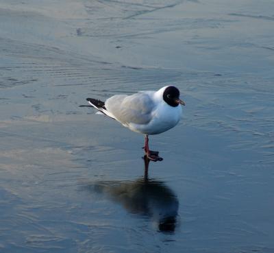 Gull on ice